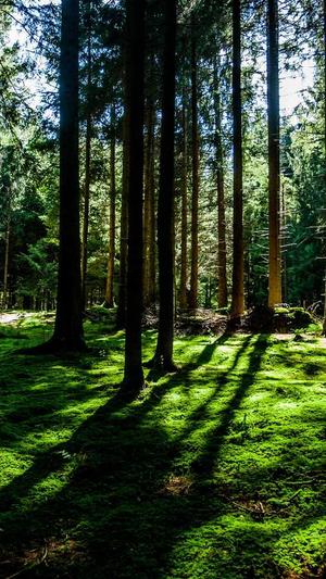 泛目录怎么做seo推广截图2