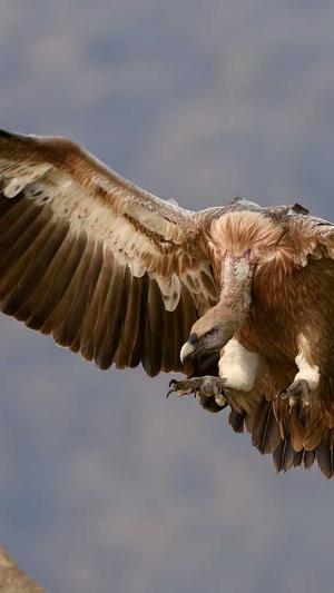 蜘蛛池咋买截图3