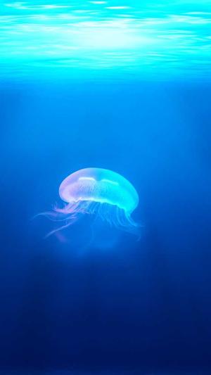 蜘蛛池吸引蜘蛛方法截图2