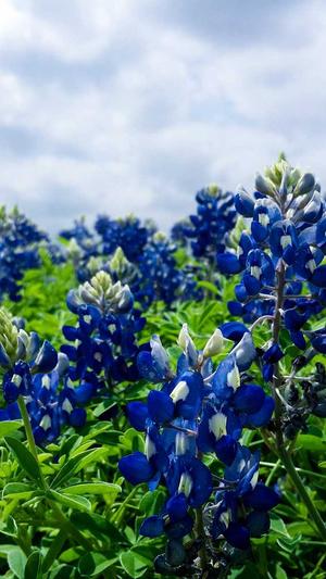 蜘蛛池咋买截图4