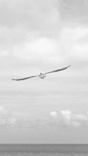 seo快排软件工具截图2