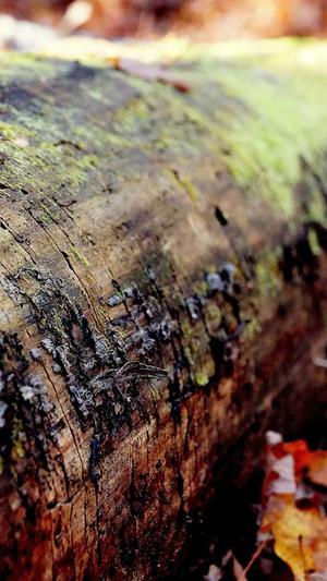 淄博seo网站优化截图5